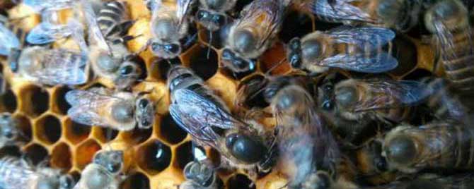 蜜蜂常见病和常用药有哪些？