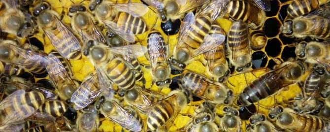 中华蜜蜂有哪常见病虫害？