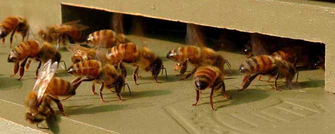 蜜蜂病了用什么药治疗？