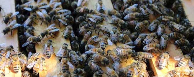蜜蜂的病有哪几种？