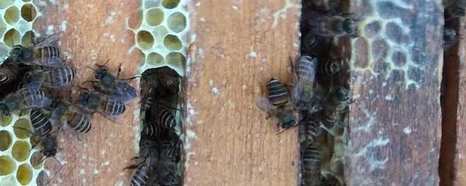 中蜂常见病虫害防治有哪些？