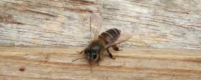 中蜂常见病与治疗方法有哪些？