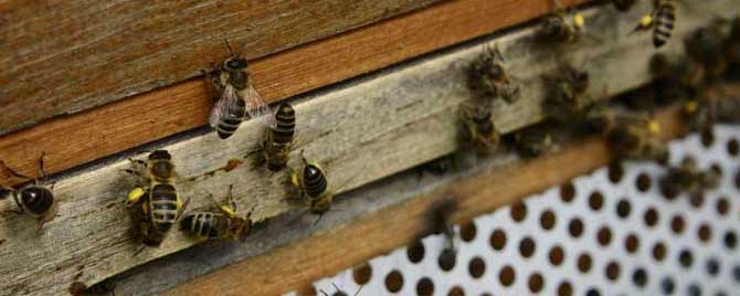 蜜蜂爬蜂病有几种怎样治疗？