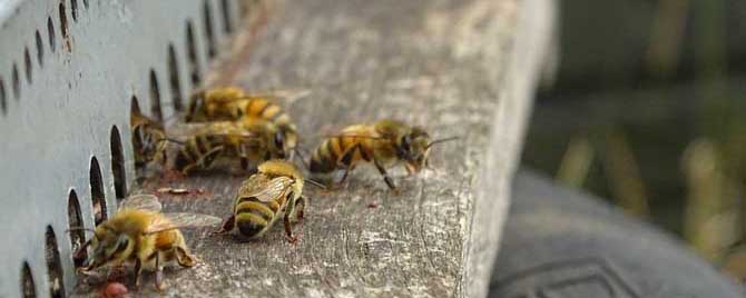 蜜蜂爬蜂病用盐治有效吗？