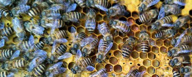中蜂爬蜂病怎样防治？