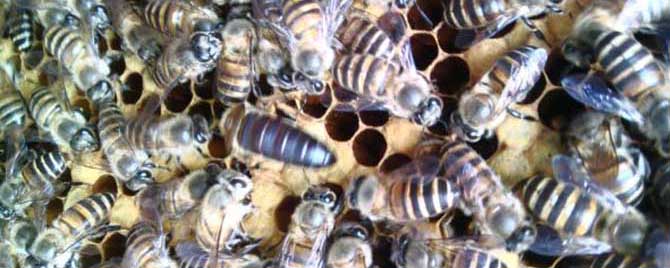 蜜蜂大量死亡怎么治疗？