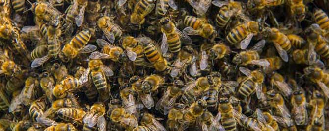 黑蜂病用什么药最佳？