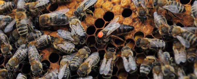 意蜂黑蜂病怎么治疗？