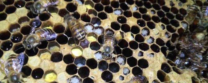 中蜂烂子病的特效药有哪些？