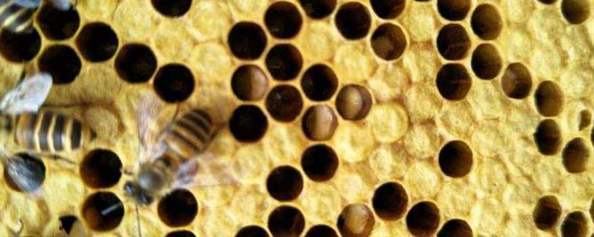 中蜂幼虫病用什么药治疗？