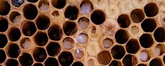 中蜂中囊病的症状是什么？