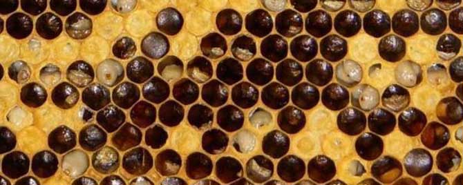 中蜂囊状幼虫病是什么病毒？