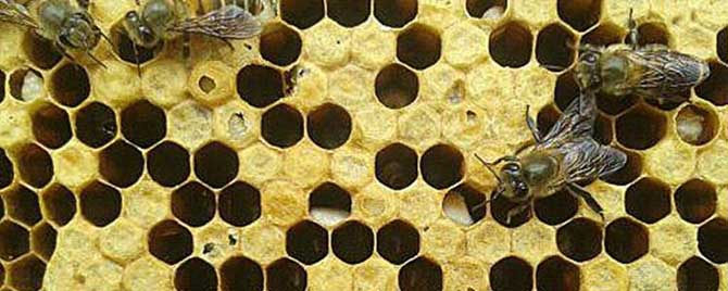 中蜂囊状幼虫病特效药有哪些？