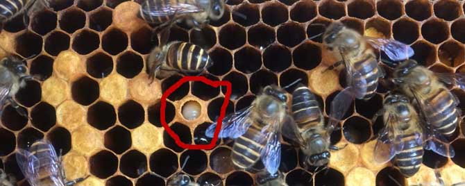中蜂中囊病的治疗方法有哪些？