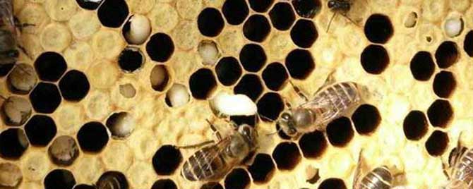 蜜蜂中囊病怎么治疗？