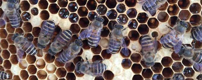 中蜂囊状幼虫病专用药有哪些？