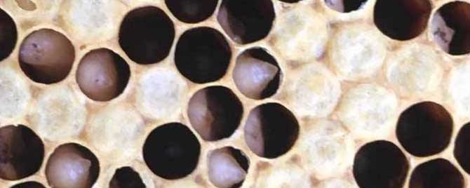 大蒜治中蜂囊状幼虫病有效吗？