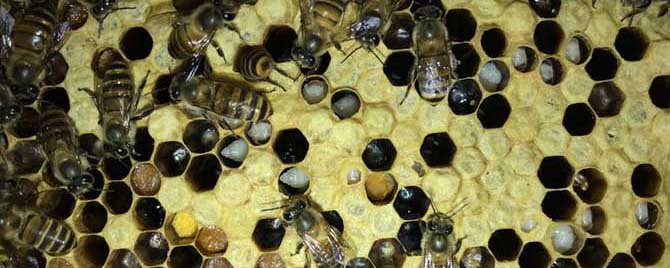 石灰治中蜂囊状幼虫病有效吗？