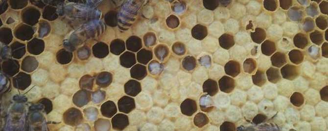 蜜蜂白头蛹会自愈吗？