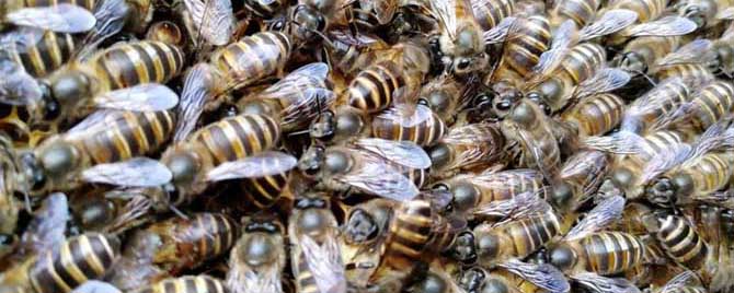 中蜂把幼虫拖出箱外是什么病？