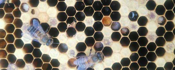 中蜂有卵无幼虫怎么回事？