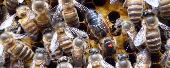 冬天的蜜蜂在哪冬眠？