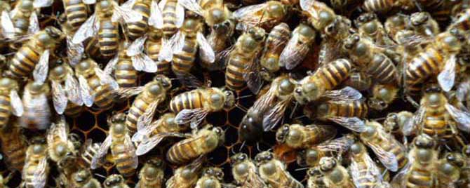 蜜蜂的冬眠方式是什么？