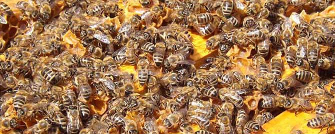 蜜蜂的过冬方式是冬眠吗？