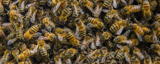 蜜蜂冬眠的时候能动地方不？