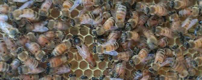 蜜蜂过冬有死蜂正常吗？