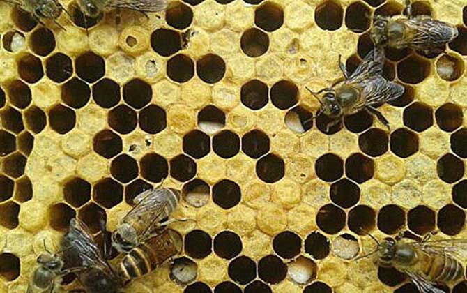 阿莫西林治疗中蜂烂子病有效吗？
