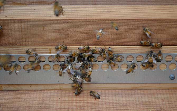 蜜蜂爬蜂病有几种？