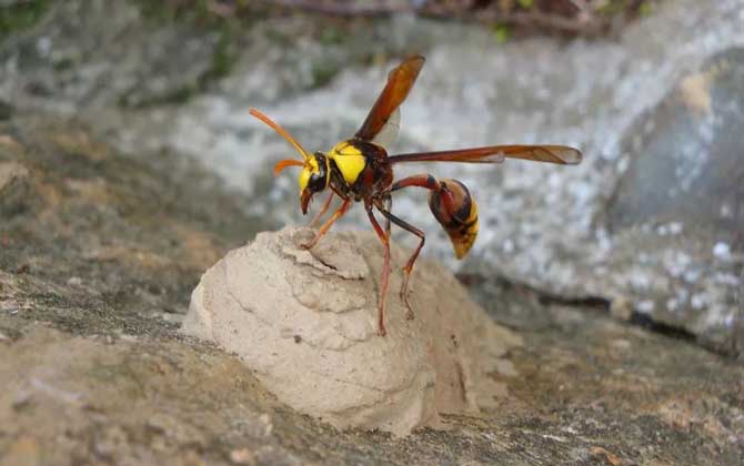 家里有细腰蜂是怎么回事? - 胡蜂 - 酷蜜蜂