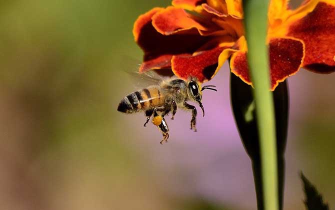 蜜蜂的基本知识有哪些？了解这些蜜蜂知识，养蜂才能有理有据！
