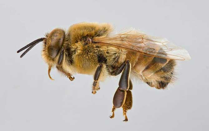 沙巴蜂有蜜吗？沙巴蜂会采花酿蜜，生活习性和东方蜜蜂相似！