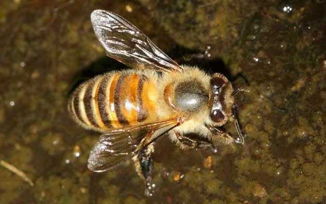 蜜蜂的外形特征 蜜蜂的外形特征和生活方式