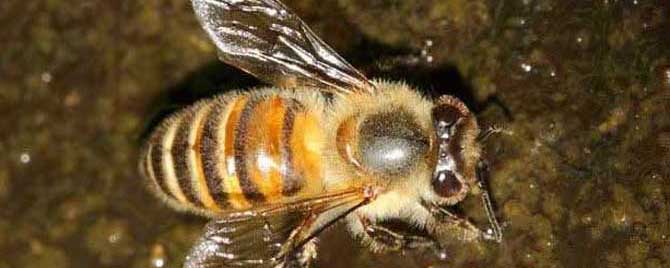 沙巴蜂有蜜吗？