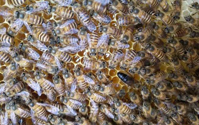 养蜜蜂蜂王不走的技术，蜂王为什么飞走？不外乎这5个原因！