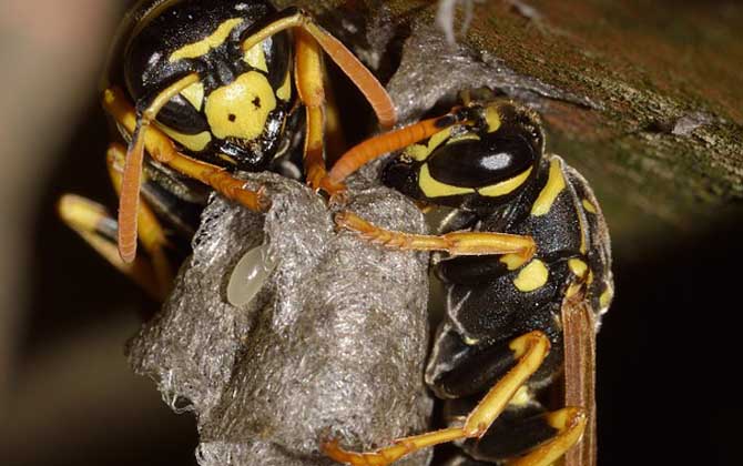 一窝胡蜂有多少蜂王？一般只有一只，但过程与蜜蜂有所不同！