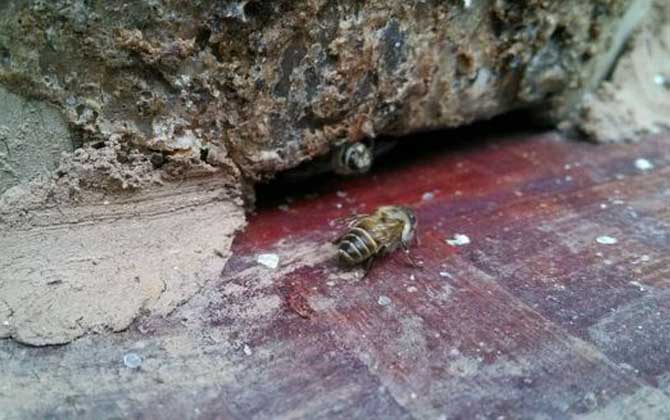 引蜜蜂的绝招图片