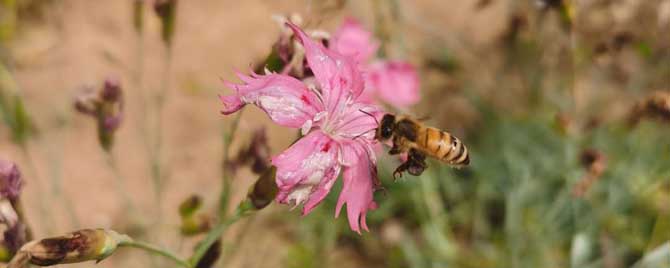 关于蜜蜂的知识有哪些？