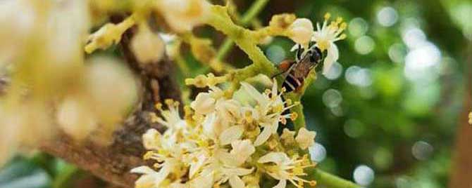 黑小蜜蜂是什么蜂？