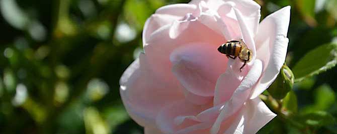 蜜蜂科昆虫有哪些？