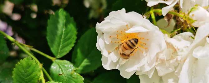 蜜蜂能活多久？