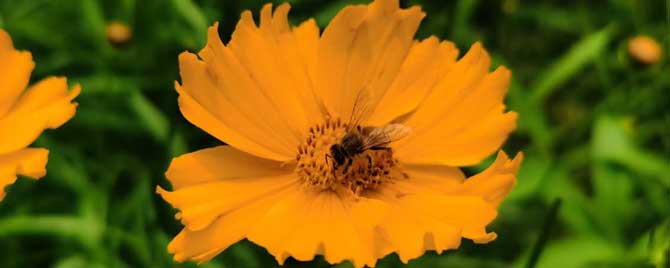 家里来蜜蜂是什么预兆？