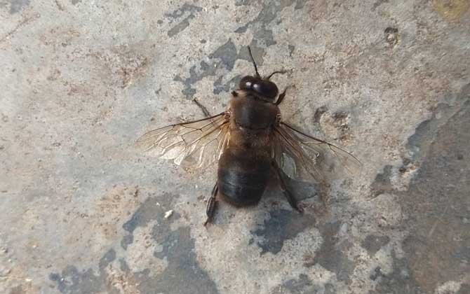 蜜蜂中的雄蜂是什么蜂？