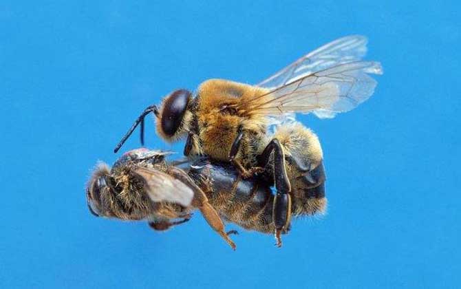 蜜蜂的其他知识还有什么 蜜蜂的其他知识还有什么名称