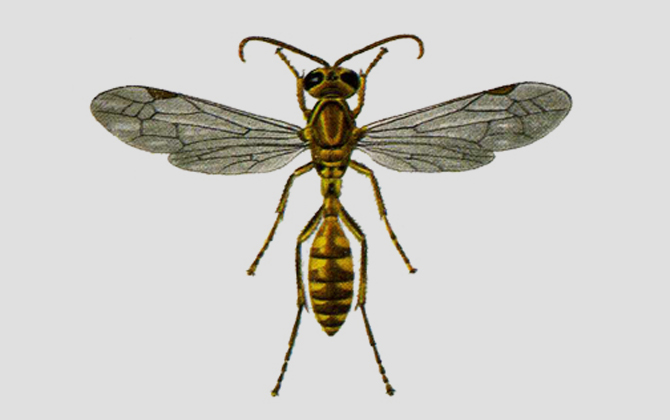 黄斑细脚胡蜂