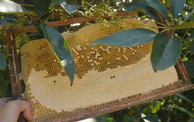 鸭脚木蜂蜜60块钱一斤贵吗？