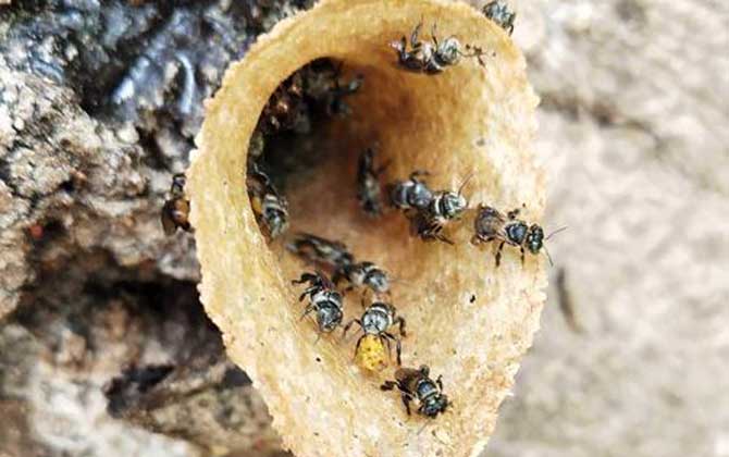 酸蜂怎么找到蜂窝？